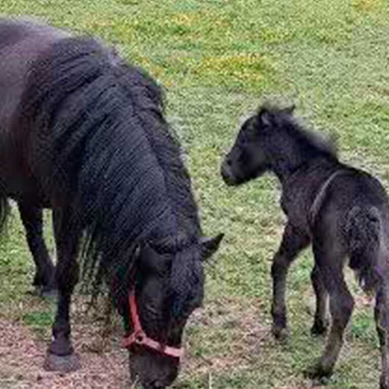 Ponny och föl.